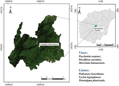 Differential influence of cortex and stele components on root tip diameter in different types of tropical climbing plants